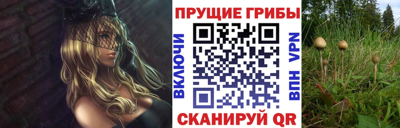 Галлюциногенные грибы Psilocybe  omg ССЫЛКА  Сураж 